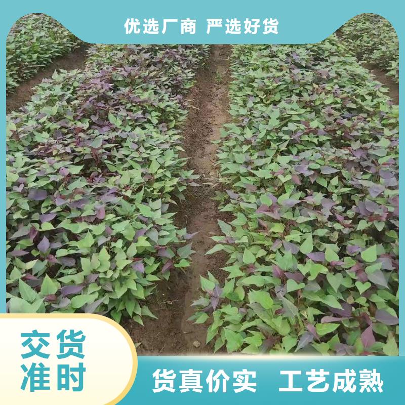 【紫薯苗】羽衣甘蓝粉适用范围广