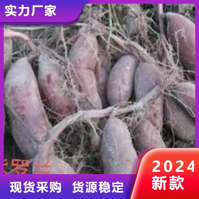 紫薯苗-羽衣甘蓝粉市场报价