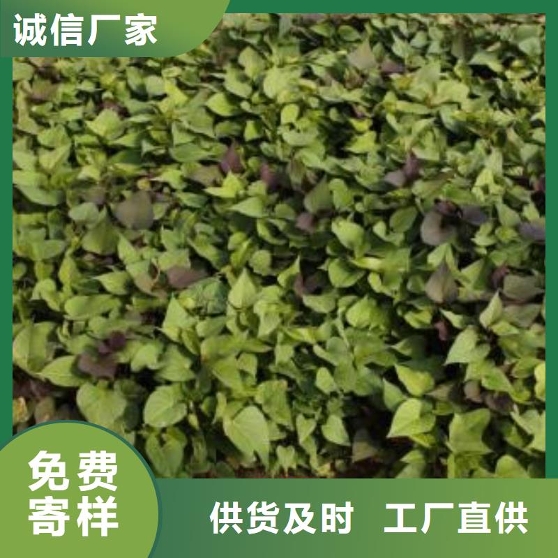 紫薯苗-羽衣甘蓝粉市场报价