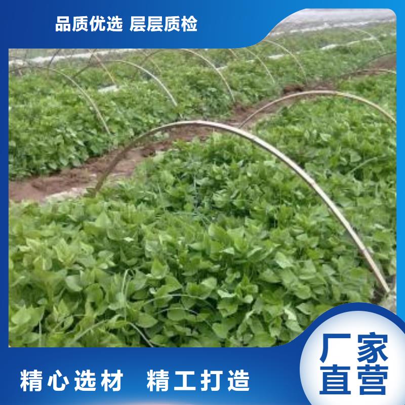 【紫薯苗菠菜粉一站式供应】