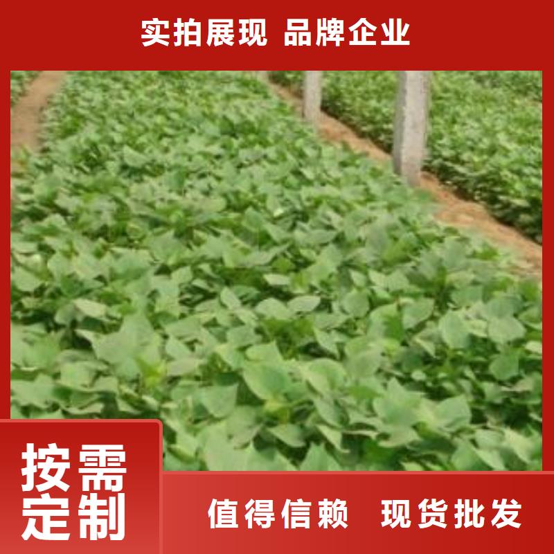 【紫薯苗羽衣甘蓝粉常年供应】