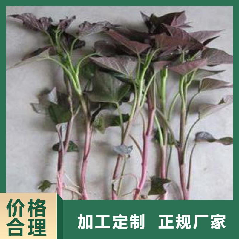 【紫薯苗】羽衣甘蓝粉产品优良