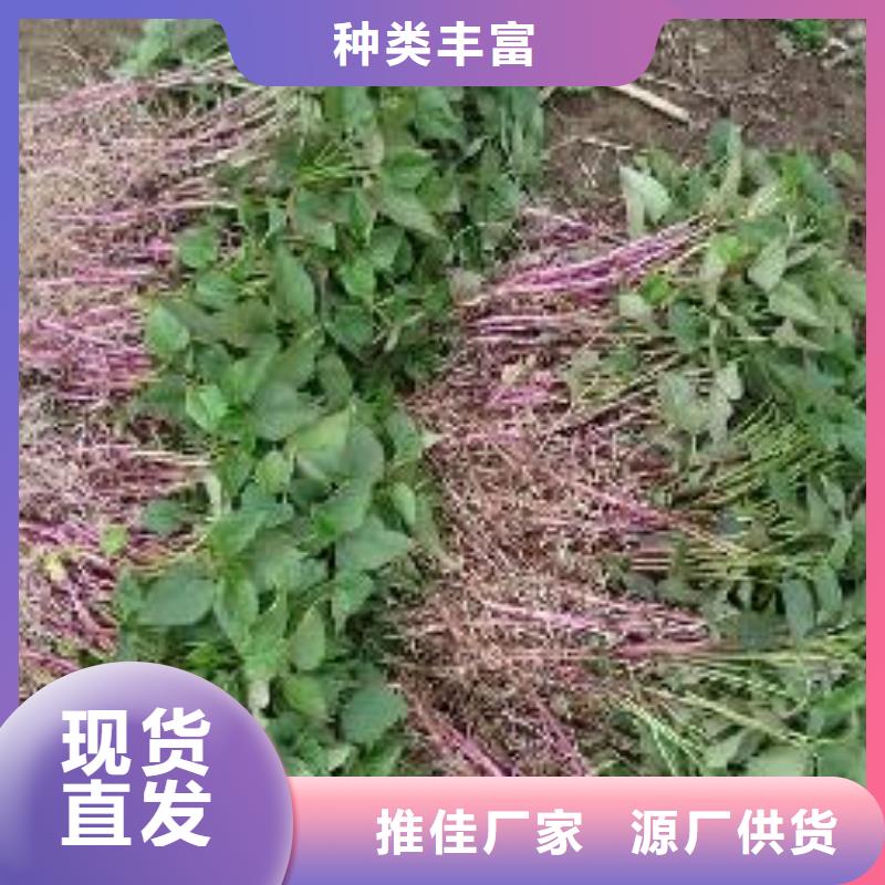 紫薯苗羽衣甘蓝粉当日价格