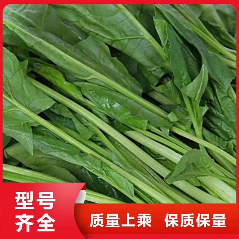 菠菜全粉择优推荐