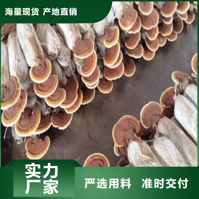 灵芝超微粉参数图片