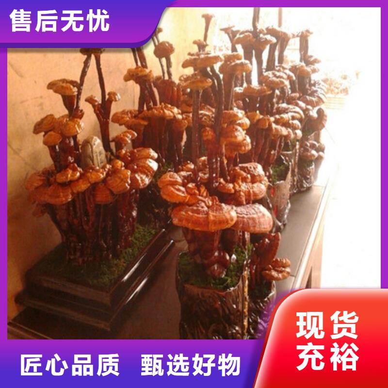 乐陵灵芝破壁孢子粉