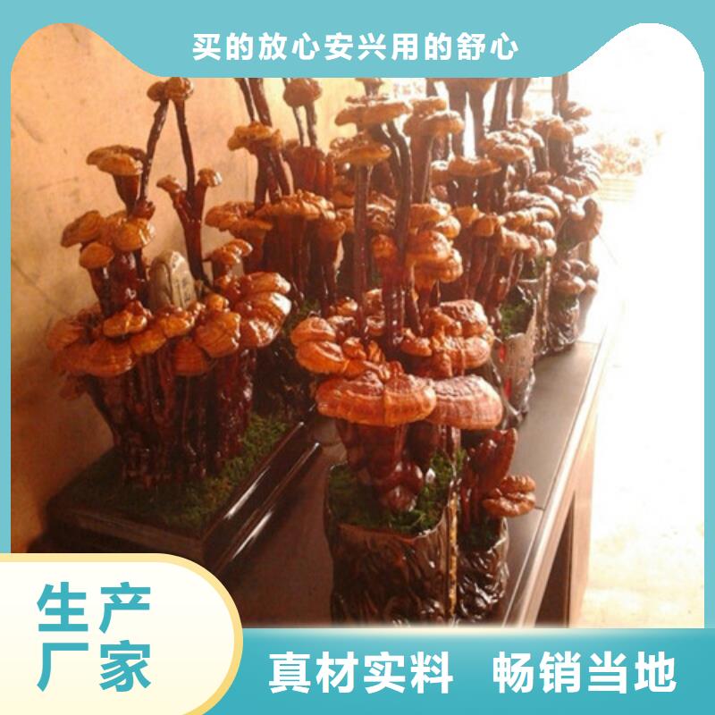 优质的灵芝孢子粉-实体厂家可定制