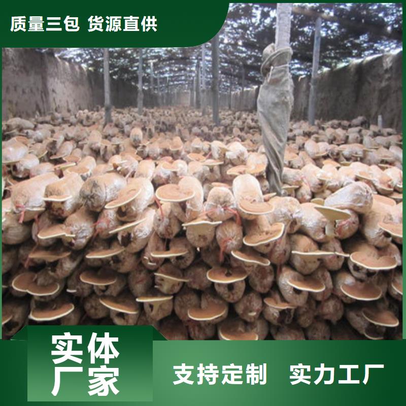 破壁灵芝孢子粉厂家量大优惠