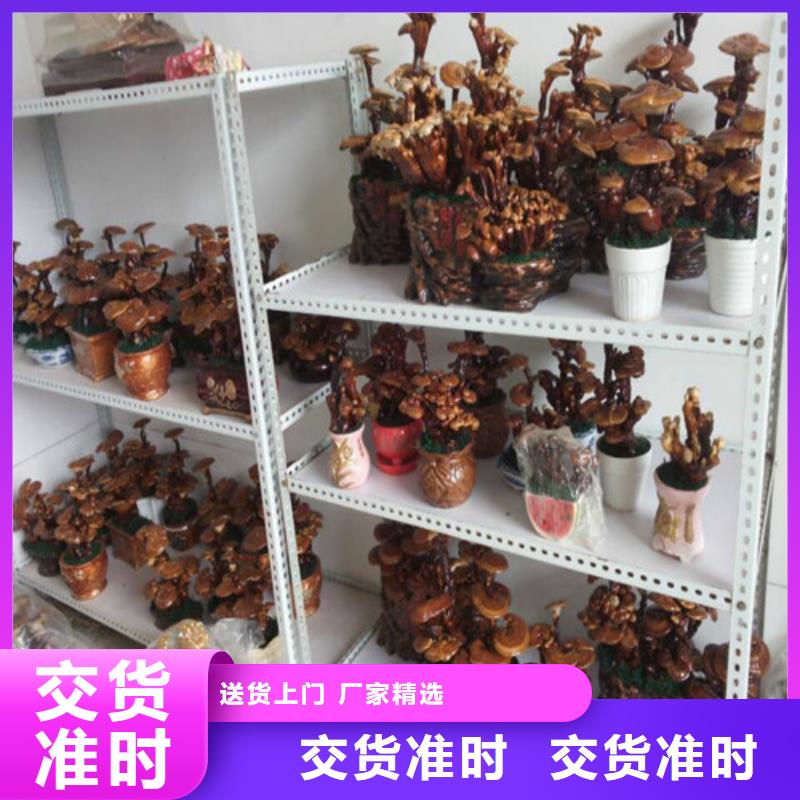 
灵芝孢子粉加工工厂