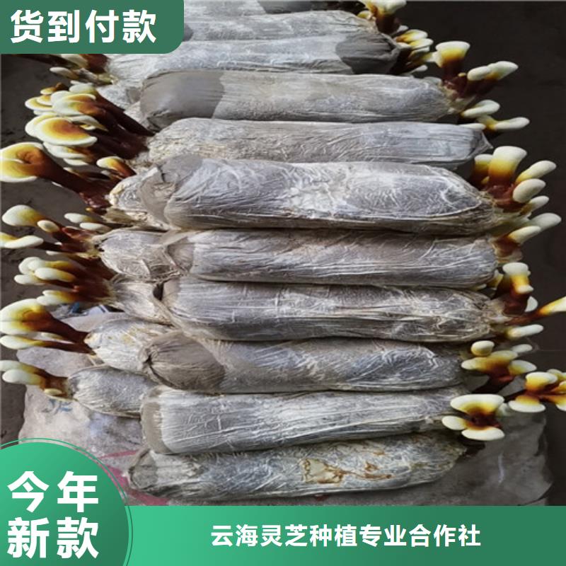 灵芝超微粉研发厂家