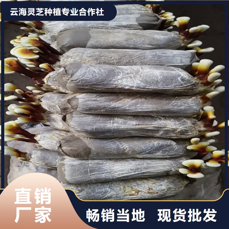 生产破壁灵芝粉_品牌厂家