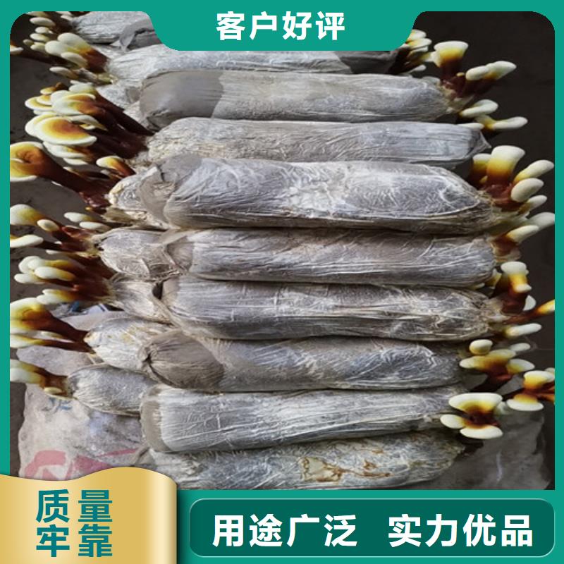 
灵芝超细粉好品质看的见