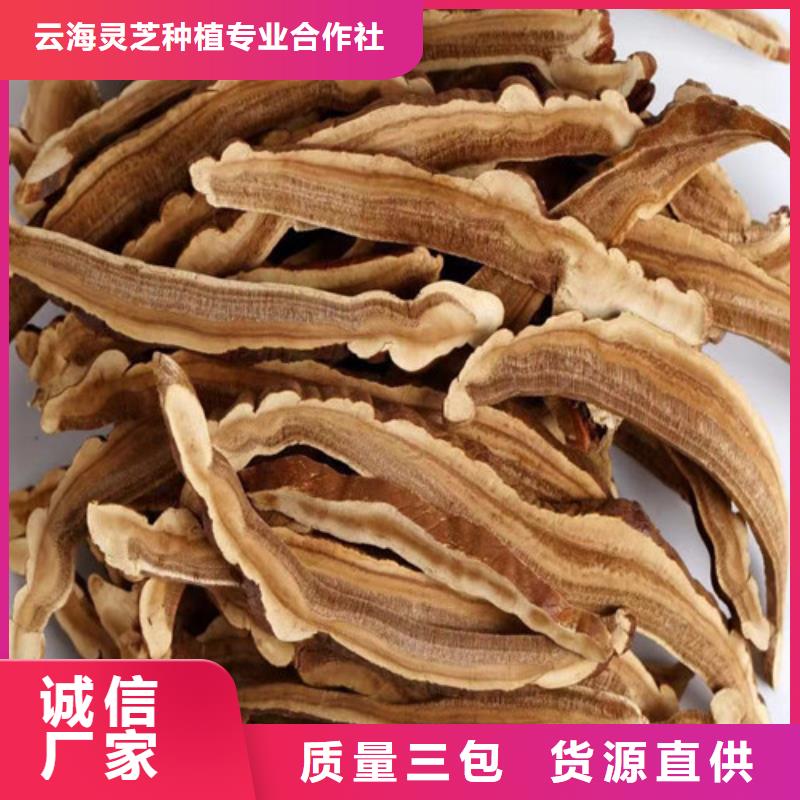 现货供应破壁灵芝孢子粉_品牌厂家