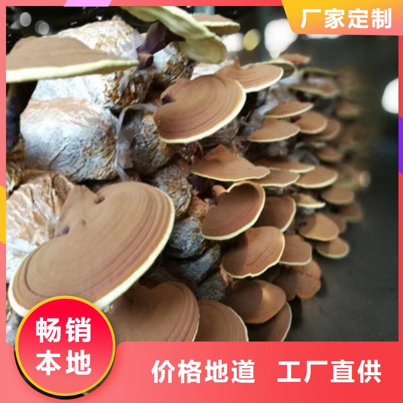 定制
孢子灵芝_品牌厂家