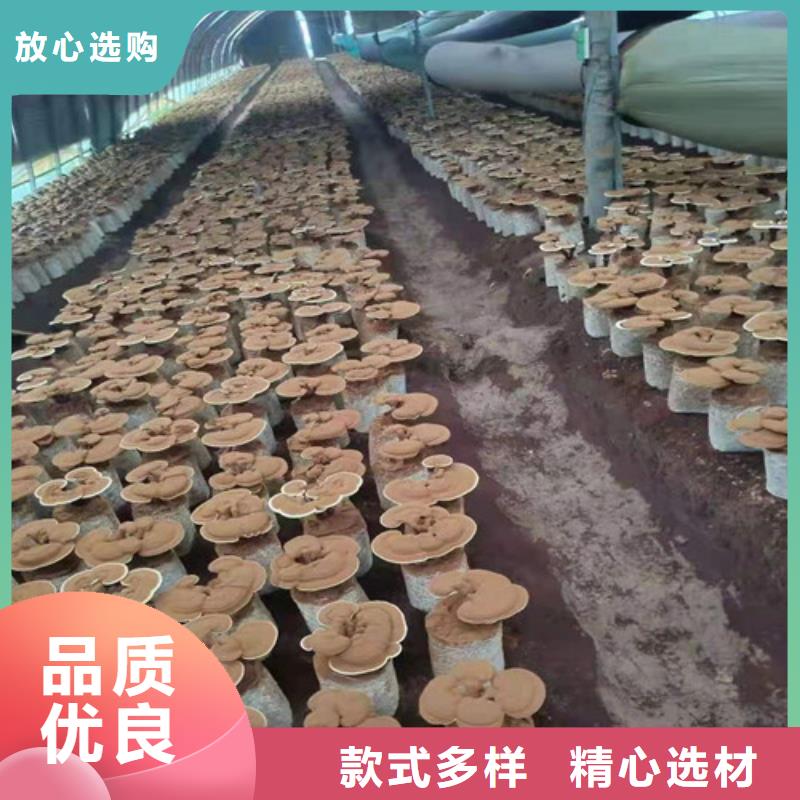 破壁灵芝孢子粉厂家量大优惠