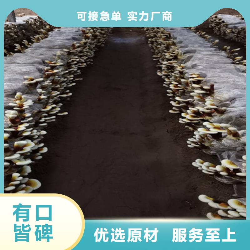 值得信赖的灵芝白牙公司