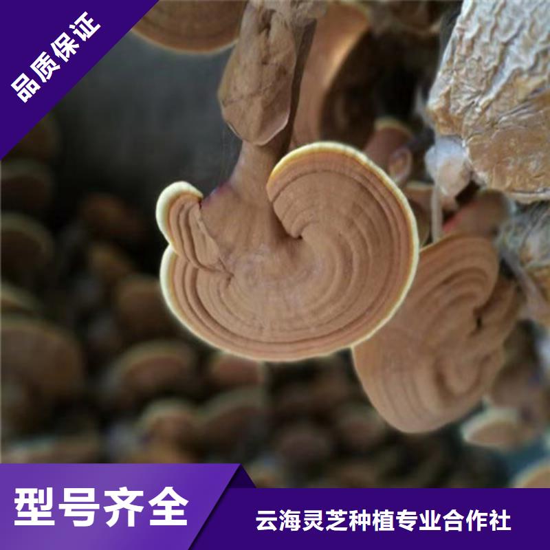 格尔破壁灵芝孢子粉