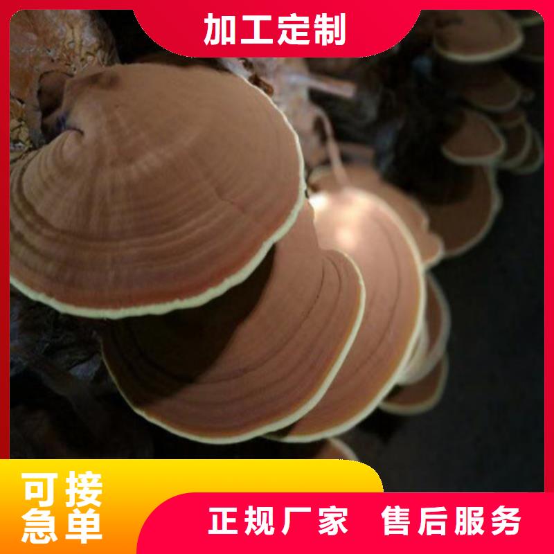 破壁灵芝孢子粉加工效果好