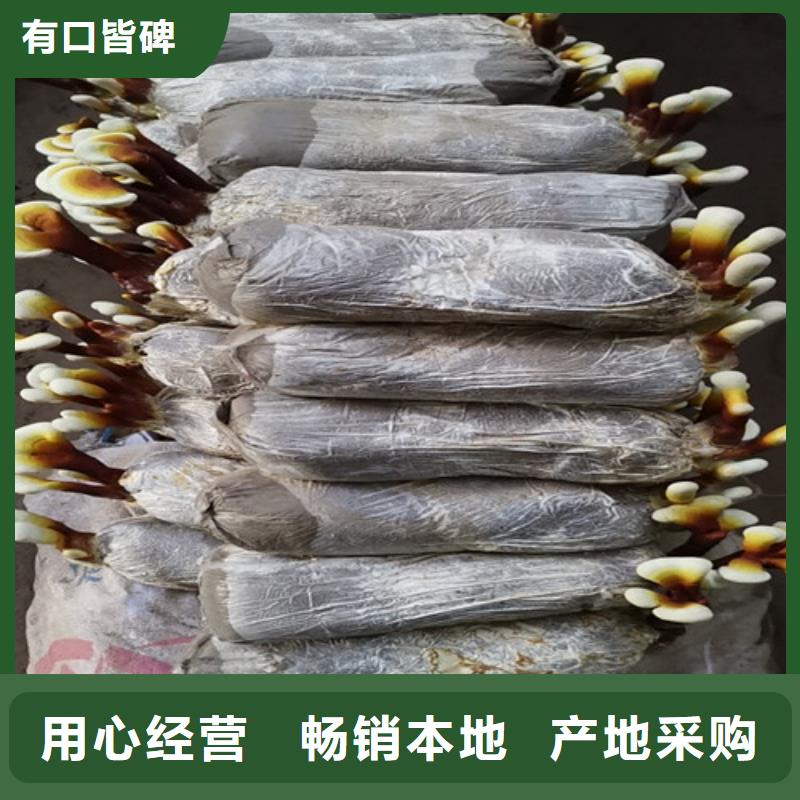 灵芝的服用方法