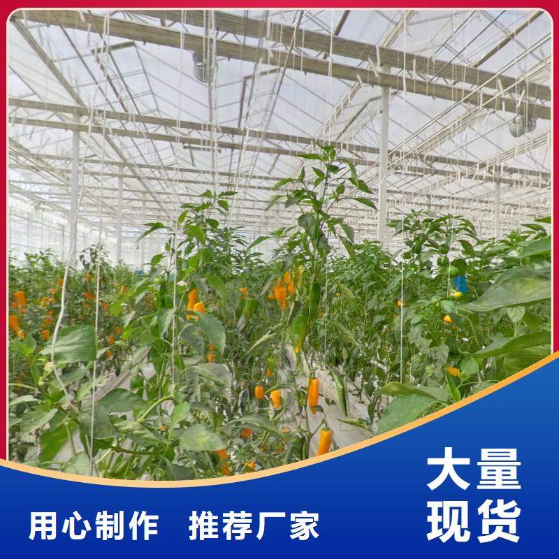 齐河菌菇大棚管10年经验2025