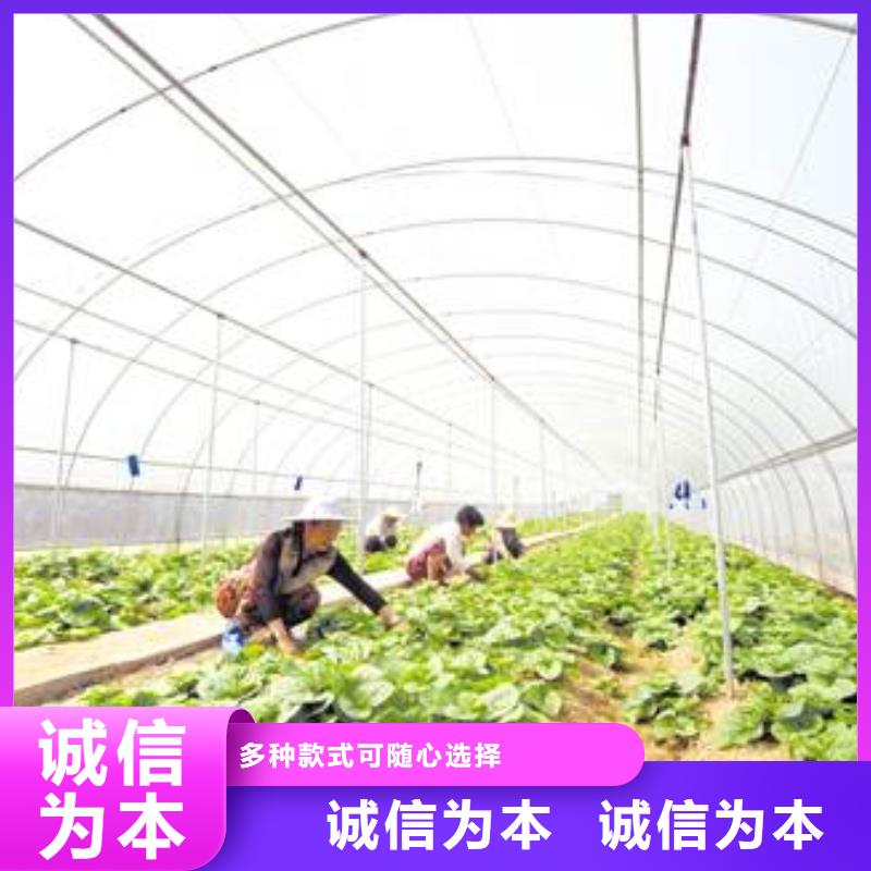 黄瓜大棚管介绍信息推荐2025