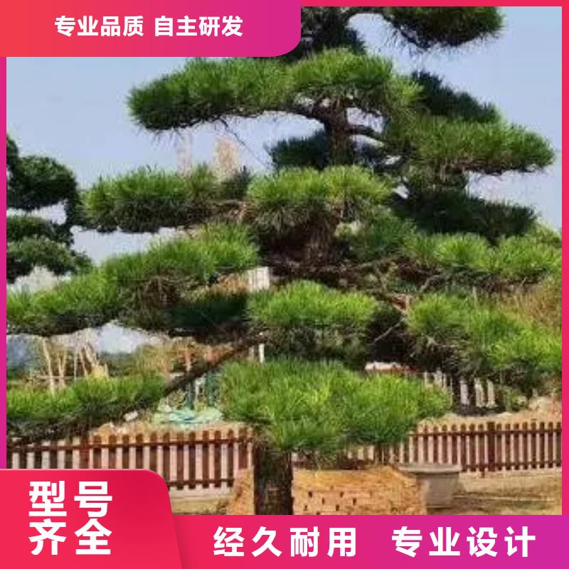 【造型松古桩专注细节更放心】