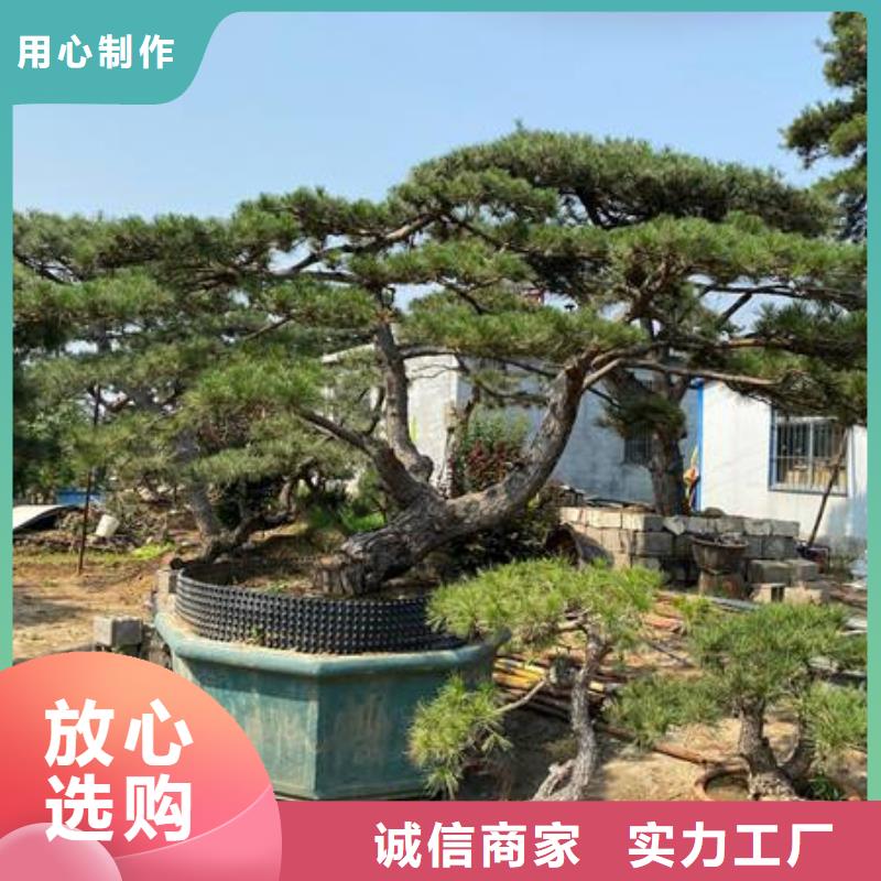 造型松造型松基地厂家直发