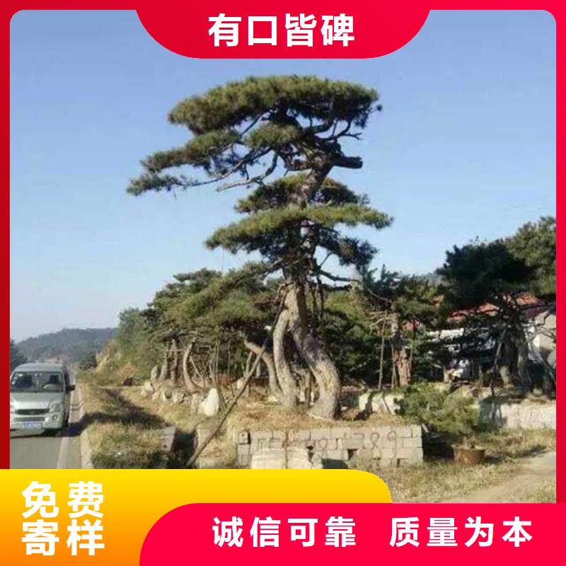 造型松_盆景信誉有保证