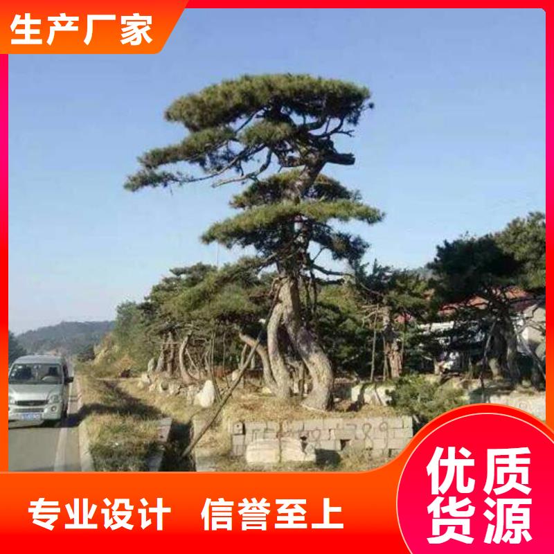 造型松【迎客松】定制不额外收费