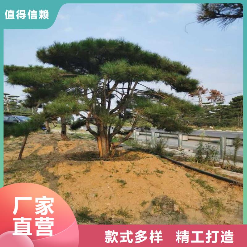 造型松造型油松质量好