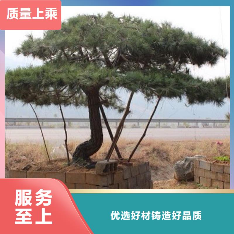 造型松盆景热销产品