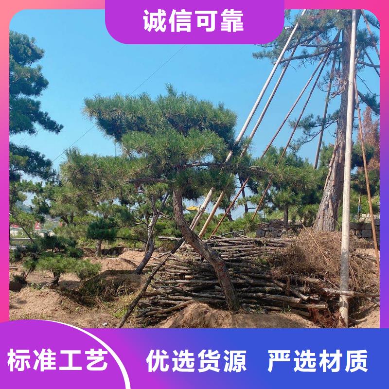 造型松-古桩口碑好实力强