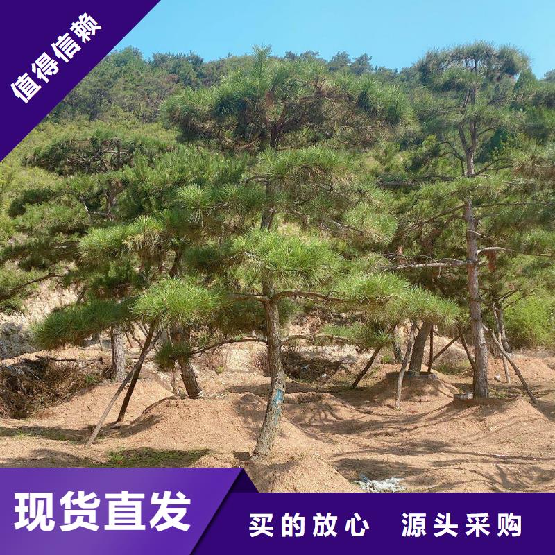 造型松,古桩批发价格