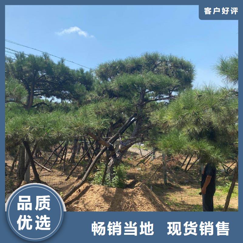 造型松-造型松基地专业完善售后