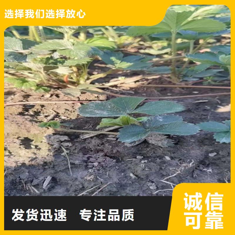 草莓苗板栗苗多年行业经验