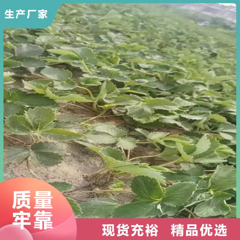 草莓苗海棠盆景苗供您所需