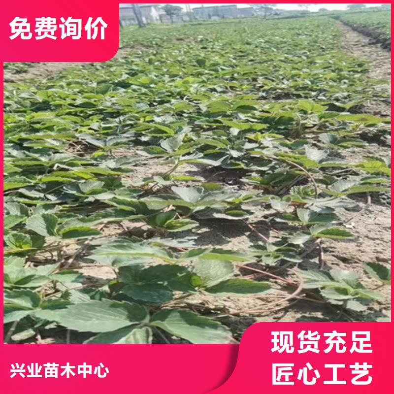 【草莓苗梨树苗好品质选我们】