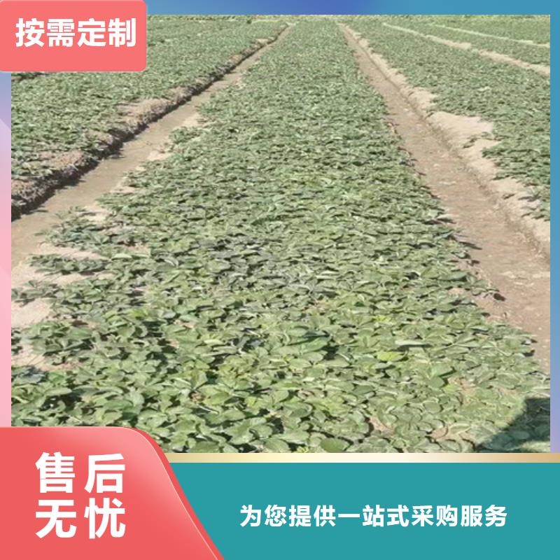 草莓苗【鲁樱三号樱桃】核心技术