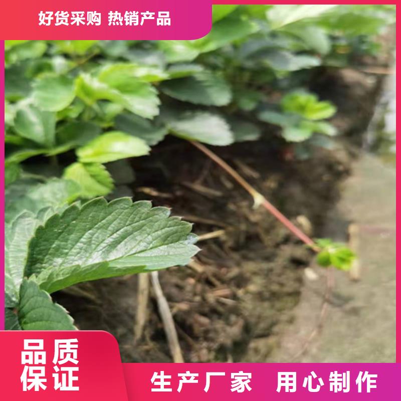 【草莓苗车厘子苗服务周到】