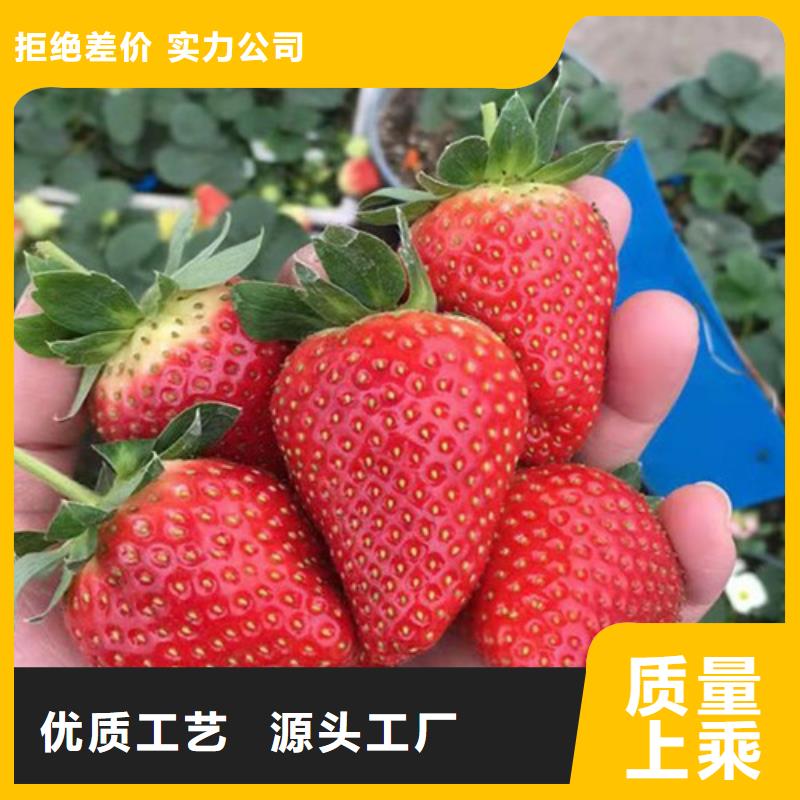 【草莓苗梨树苗质量安心】