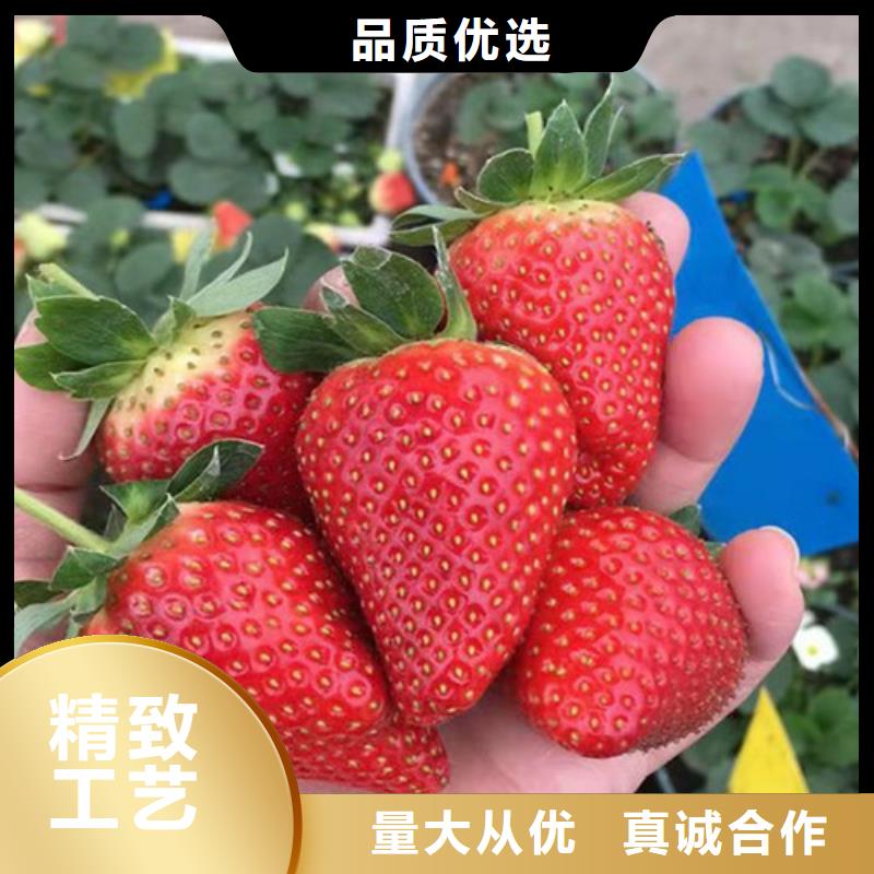 草莓苗【鲁樱三号樱桃】核心技术