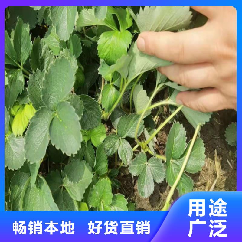 【草莓苗-黄金蜜桃苗专业厂家】