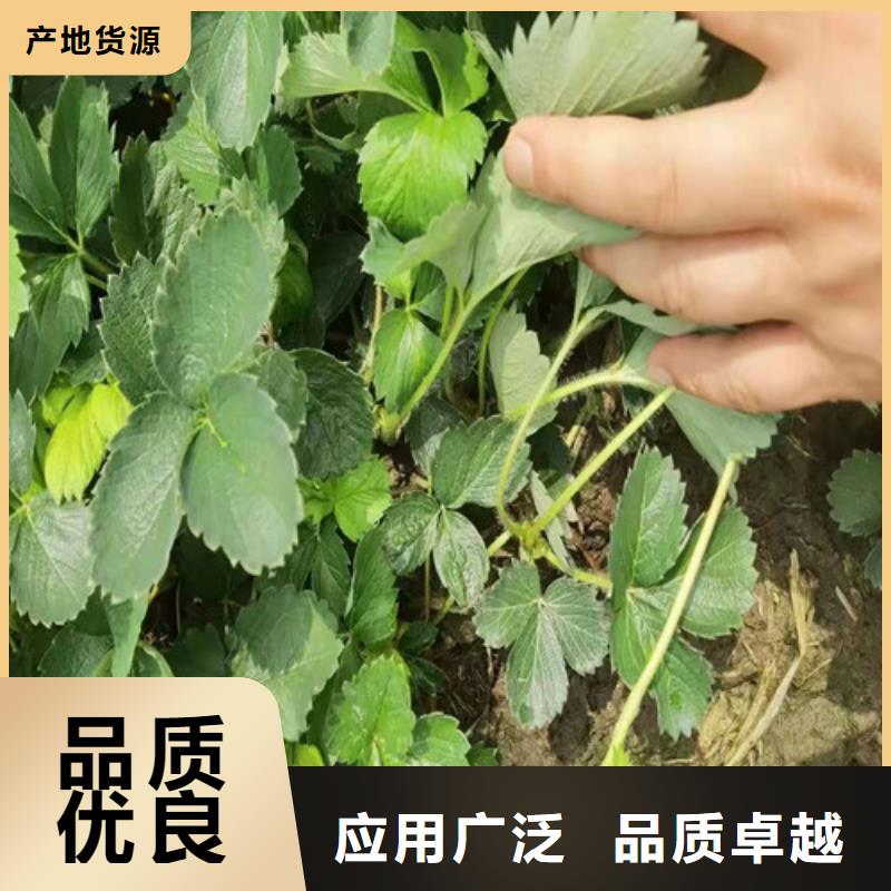 草莓苗【蟠桃苗】厂家案例