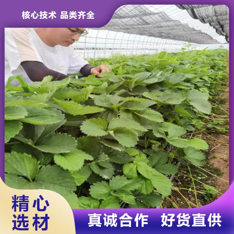 【草莓苗珍珠油杏大量现货】