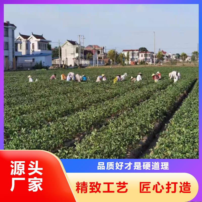 草莓苗,黄金蜜桃苗实体诚信厂家