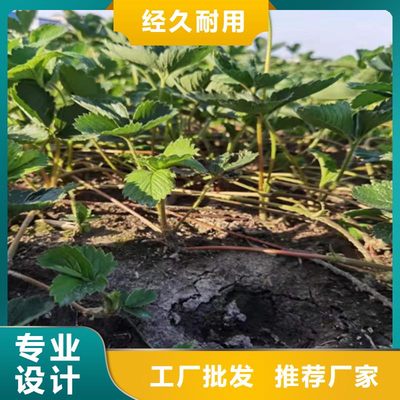 草莓苗水蜜桃苗质量好