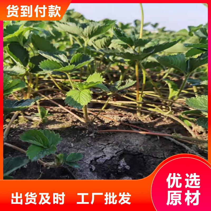 草莓苗油蟠7-7N年生产经验