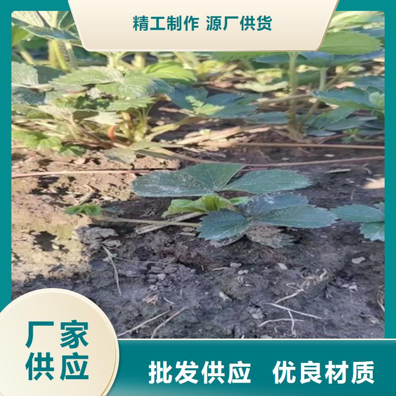 草莓苗_蟠桃苗供您所需