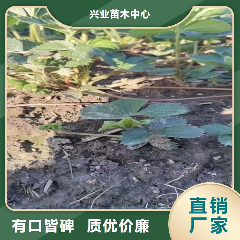 草莓苗蓝莓苗保障产品质量