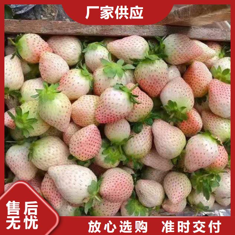 草莓苗水蜜桃苗质量好